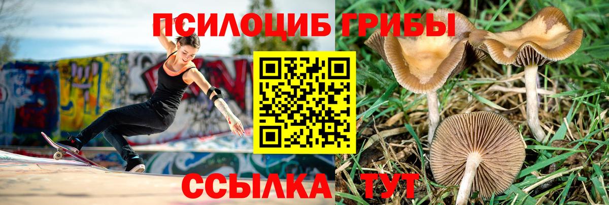 Псилоцибиновые грибы Cubensis  Вход с VPN  Вологда  Псилоцибиновые грибы прущие грибы 