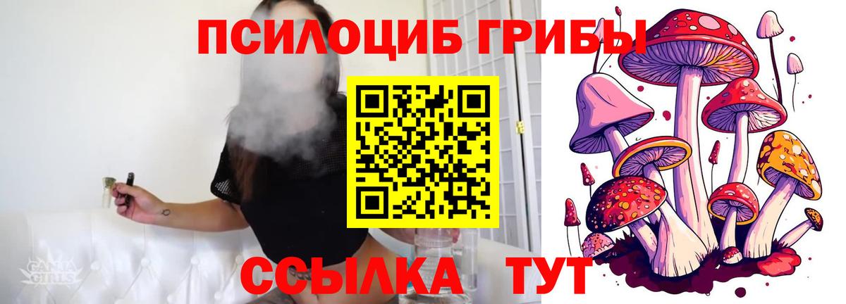 Псилоцибиновые грибы Cubensis Вологда